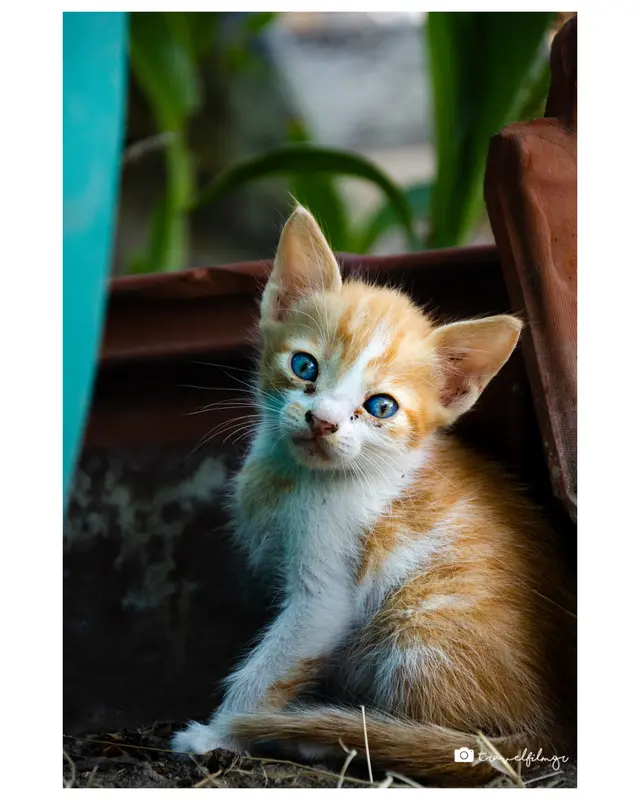 little cat